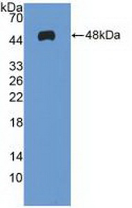 Polyclonal Antibody to MYC Associated Factor X (MAX)