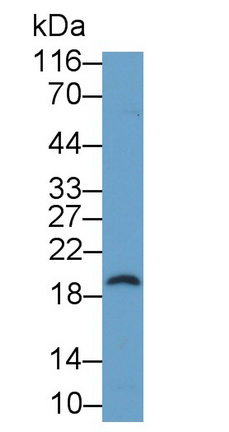 Polyclonal Antibody to Lymphocyte Antigen 96 (LY96)