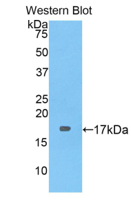 Polyclonal Antibody to Biglycan (BGN)