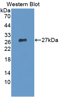 PAJ227Mu01.jpg