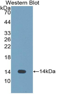 Polyclonal Antibody to Cystatin 1 (CST1)