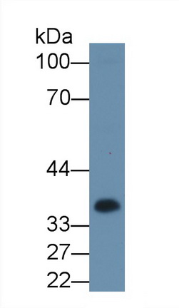 Polyclonal Antibody to Casein Alpha (CSN1)