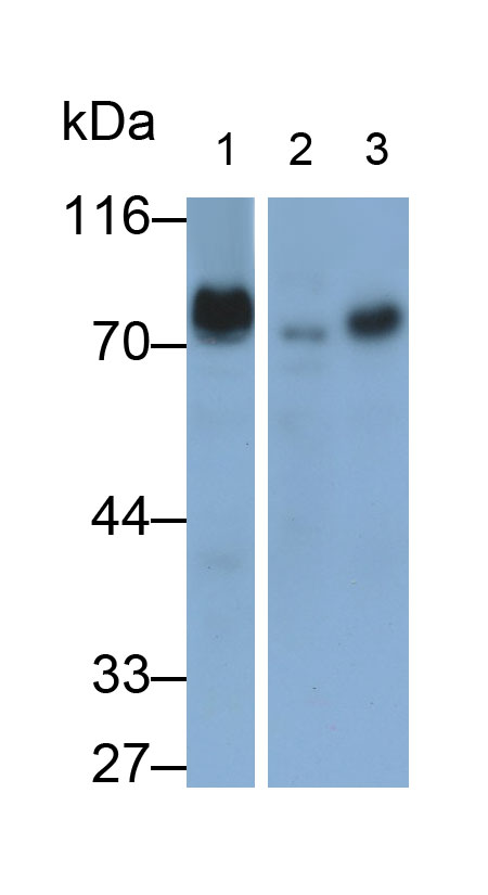 PAJ540Hu01.jpg