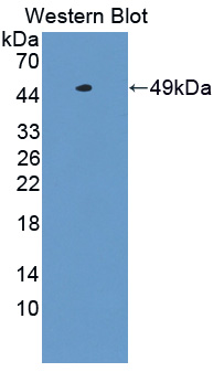 PAJ628Hu01.jpg