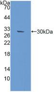 Polyclonal Antibody to DNA Repair Protein RAD50 (RAD50)