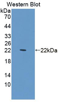 Polyclonal Antibody to Programmed Cell Death Protein 6 (PDCD6)