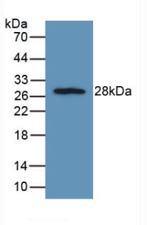 PAL113Ra01.jpg