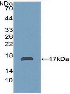 PAL231Hu01.jpg