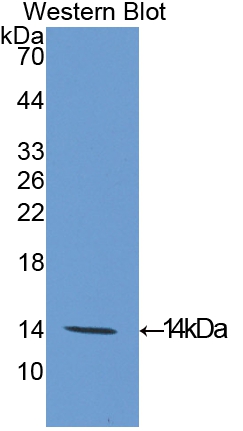 PAL481Ra01.jpg