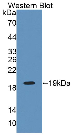 PAL624Hu01.jpg