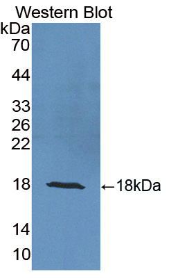 Polyclonal Antibody to Ubiquitin Cross Reactive Protein (UCRP)