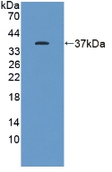 PAL648Hu01.jpg