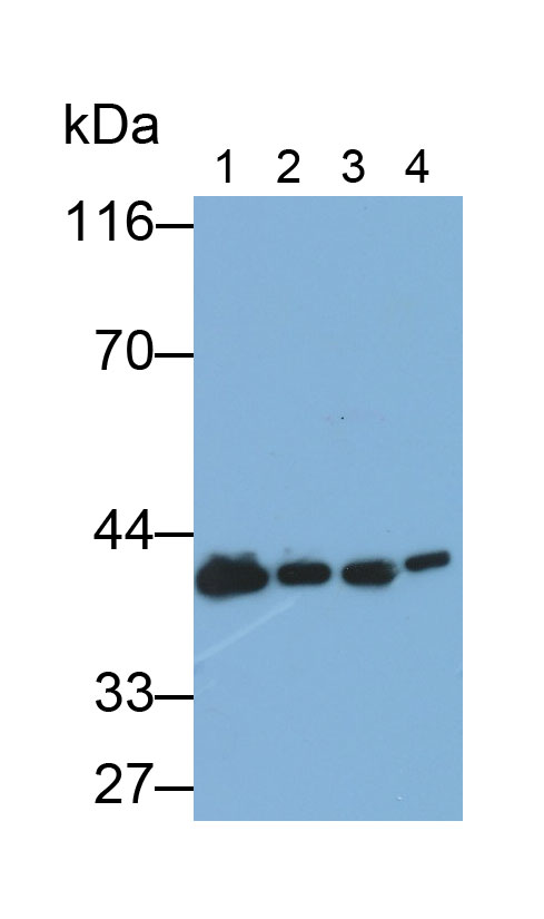 PAL821Hu01.jpg