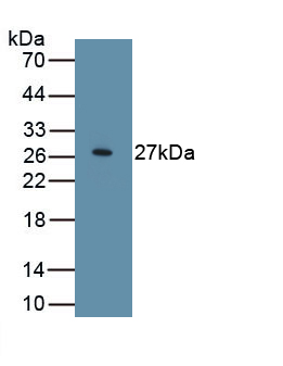 PAL826Hu01.jpg