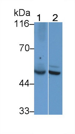 Polyclonal Antibody to Ribosomal Protein S6 Kinase Beta 2 (RPS6Kb2)