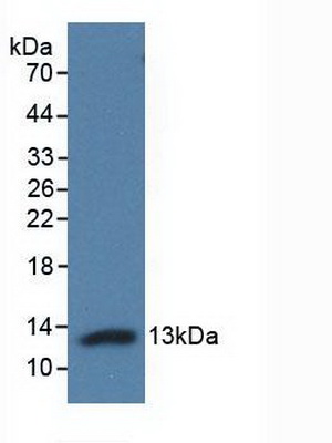 PAN251Hu01.jpg