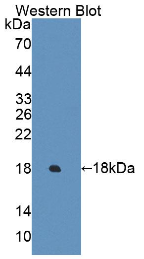 PAN280Hu01.jpg