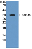 PAN342Hu01.jpg