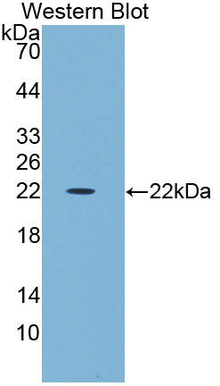 PAN376Hu01.jpg