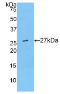 Polyclonal Antibody to Angiopoietin Like Protein 6 (ANGPTL6)