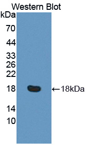 PAN557Hu01.jpg