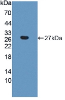 PAN690Hu01.jpg