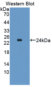 Polyclonal Antibody to TAK1 Like Protein (TAK1L)