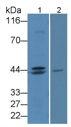 PAP155Bo01.jpg