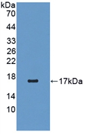 PAP169Hu01.jpg