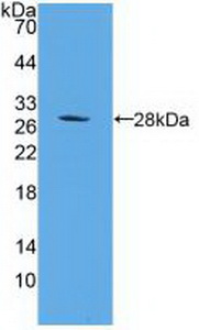 PAP783Hu01.jpg