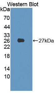 PAP797Hu01.jpg