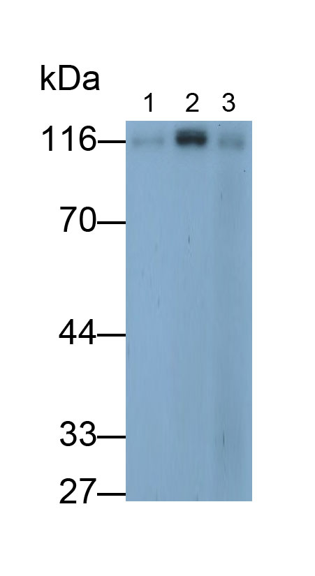 PAP807Hu02.jpg