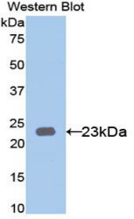 PAP902Hu01.jpg