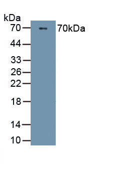 Polyclonal Antibody to Peptidase Inhibitor 16 (PI16)