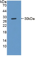 PAS272Hu01.jpg