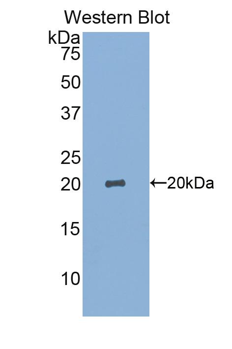 PAS344Hu01.jpg