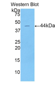 PAS388Hu01.jpg