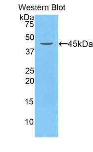 Polyclonal Antibody to Lipocalin 5 (LCN5)