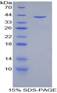 Recombinant Amphiregulin (AREG)