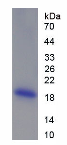 Recombinant Angiopoietin 1 (ANGPT1)