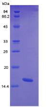 Recombinant Connective Tissue Growth Factor (CTGF)