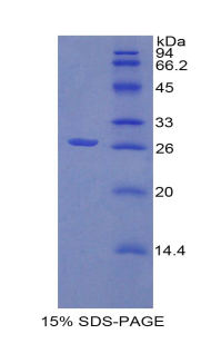 Recombinant Connective Tissue Growth Factor (CTGF)