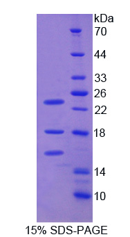 Recombinant Bone Morphogenetic Protein 4 (BMP4)