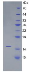 Recombinant Bone Morphogenetic Protein 4 (BMP4)