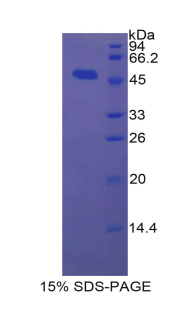 RPA014Po02.jpg