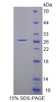 Recombinant Factor Related Apoptosis (FAS)