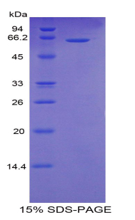 Recombinant Factor Related Apoptosis (FAS)