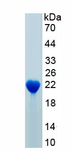 Recombinant Fibroblast Growth Factor 6 (FGF6)