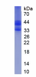 Recombinant Fibronectin (FN)