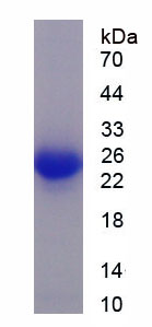 Recombinant Fibronectin (FN)